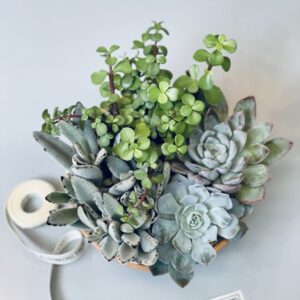 Succulent Garden Small