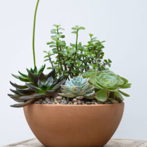 Succulent Garden Large