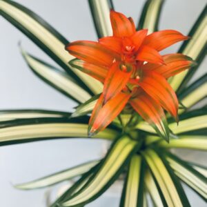 Bromeliad Large