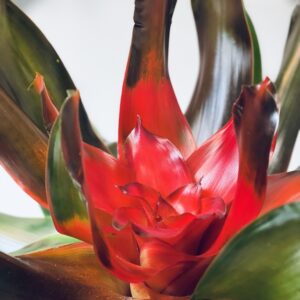 Bromeliad Small
