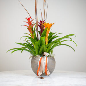 Fall Bromeliad Garden