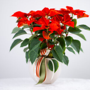 Christmas Poinsettia