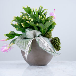 Christmas Cactus
