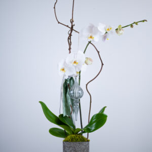 Christmas Orchid