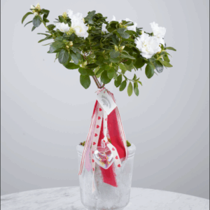 Valentine Collection | Azalea