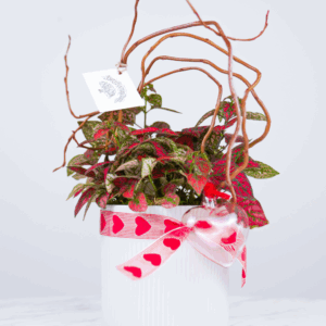 Valentine Collection | Polka Dot Plant