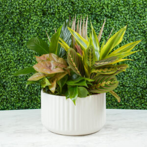 Dish Garden | Medium