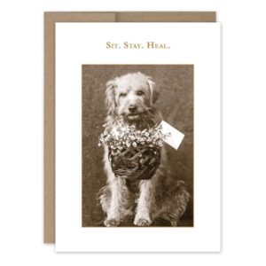Occasion Card | Sit. Stay. Heal. | Get Well Card